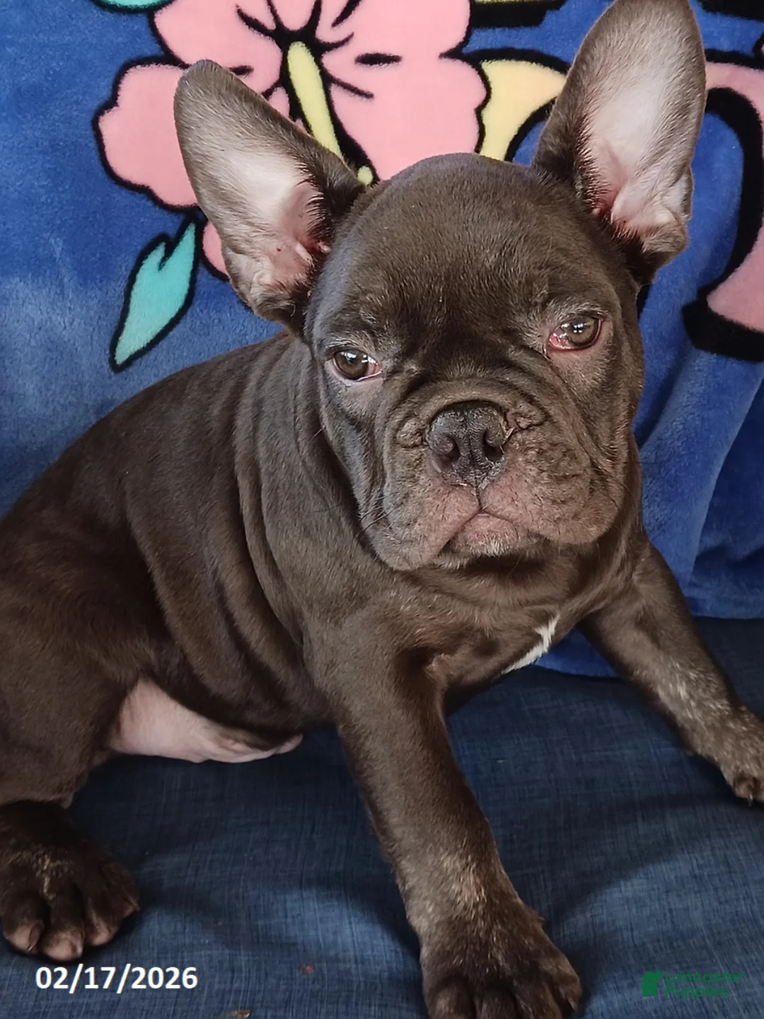 French Bulldog dogs for sale: Gomer - Ad 1