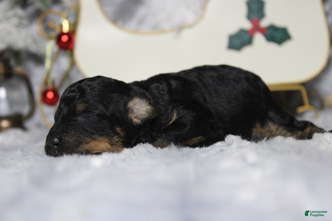 Toy Poodle dogs for sale: Jasper  - Ad 5