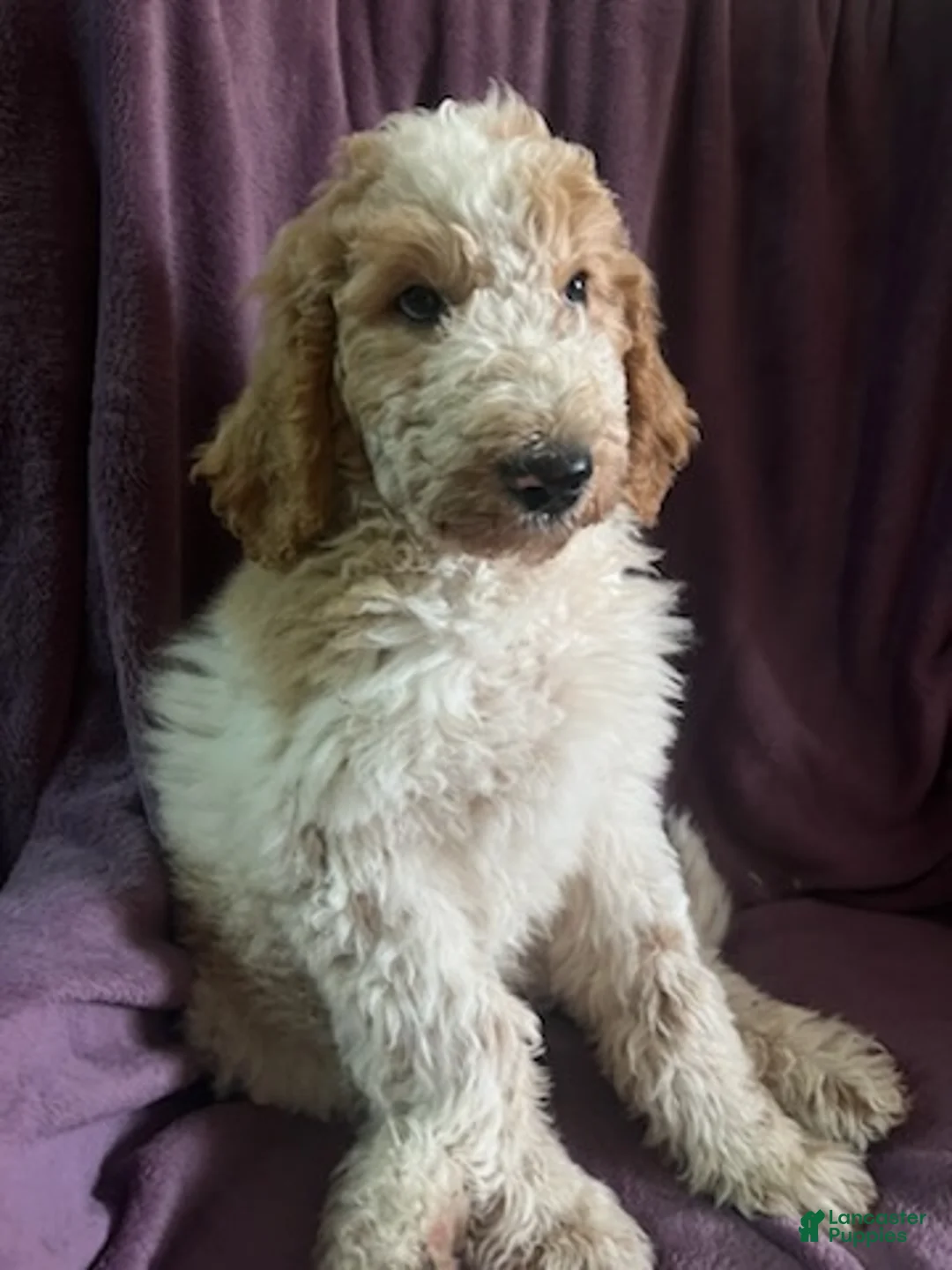 Goldendoodle dogs for sale: Freddie male - Ad 4