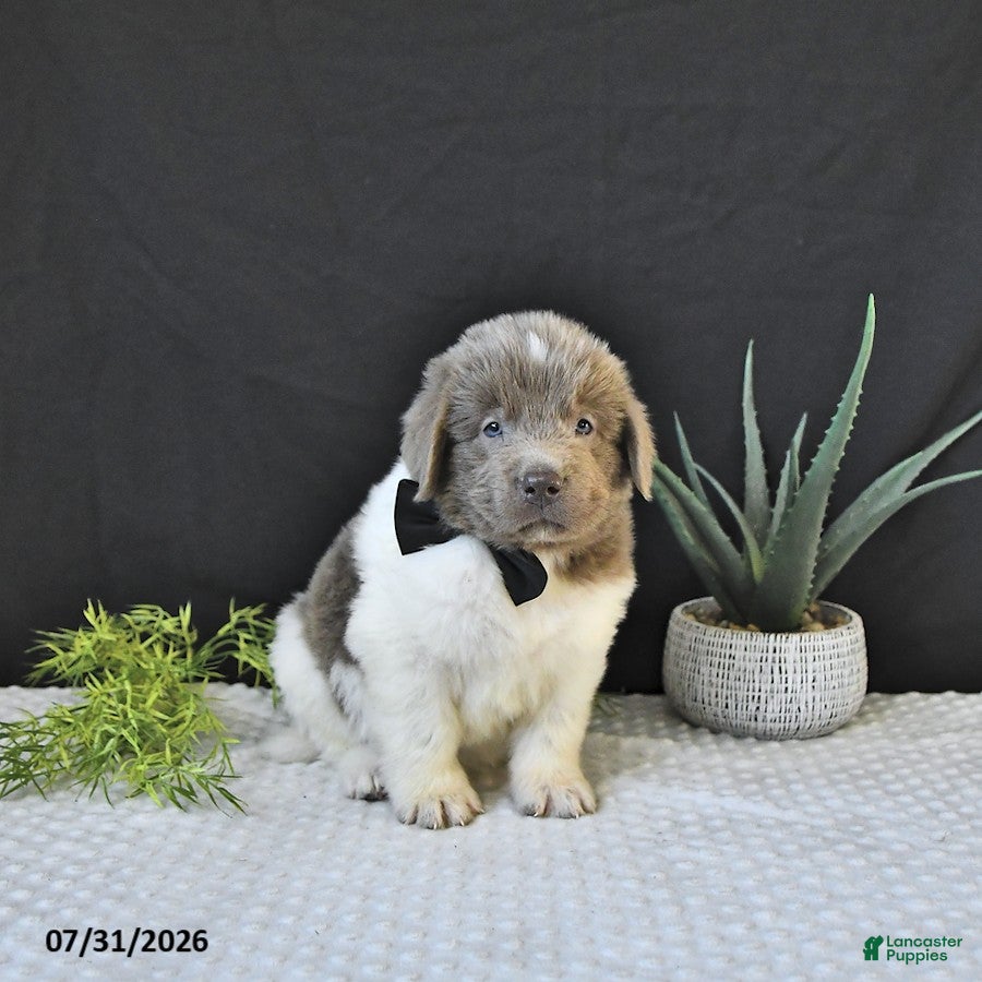 Newfoundland dogs Charles - Ad 2