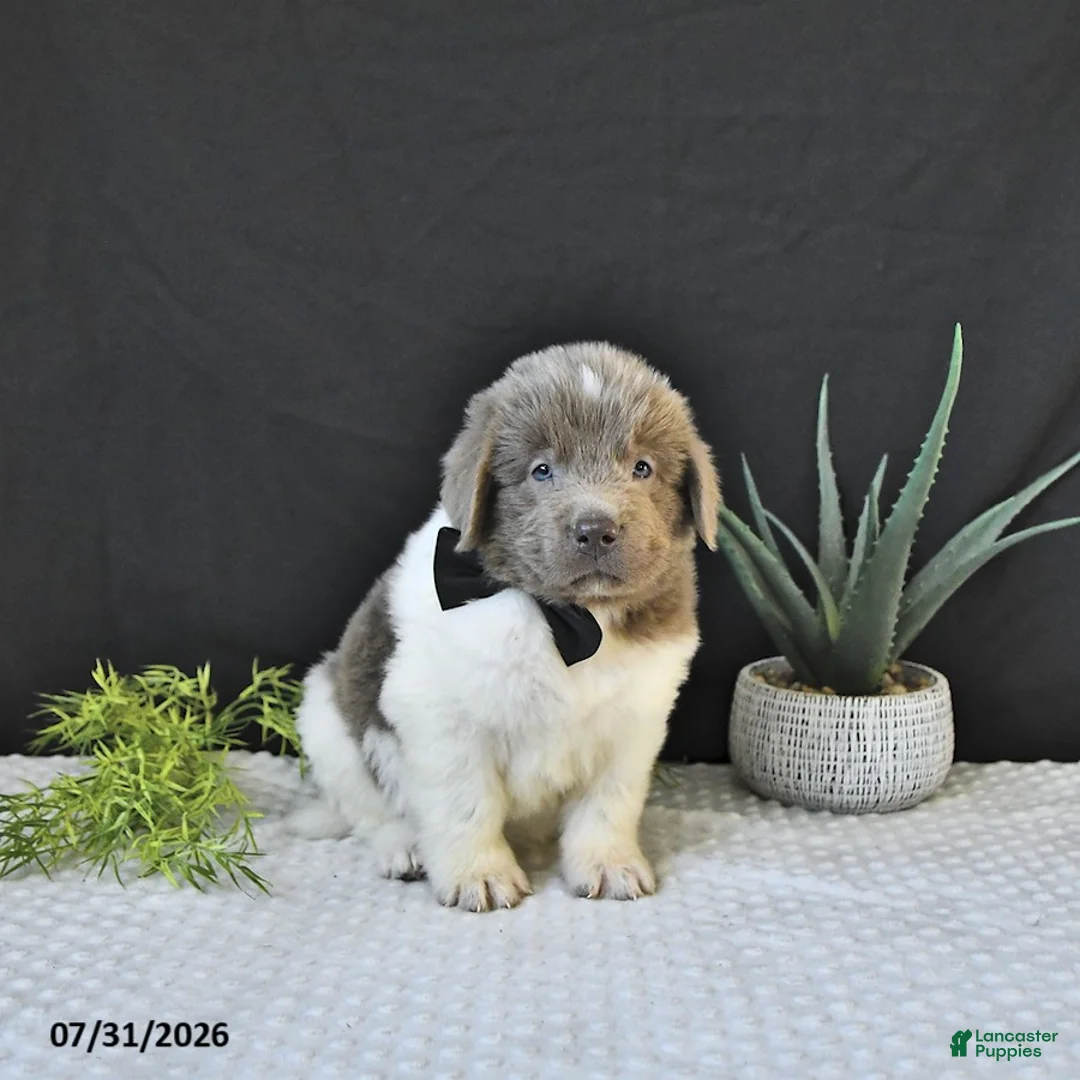 Newfoundland dogs for sale: Charles - Ad 2