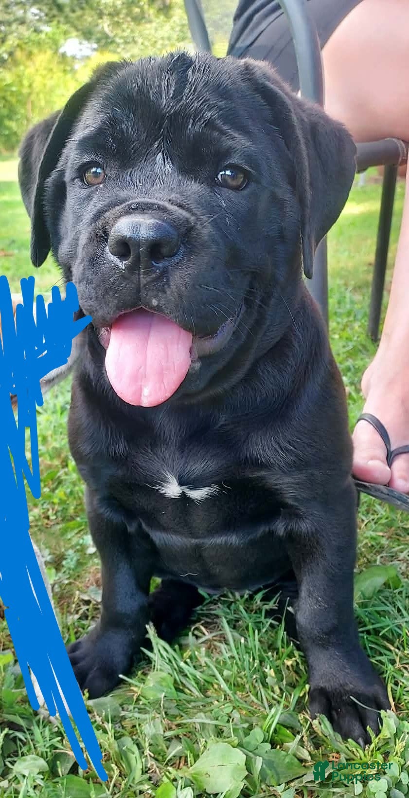 Cane Corso dogs Cane Corso  - Ad 12