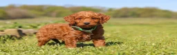 Mini Goldendoodle dogs for sale: Finn - Ad 1