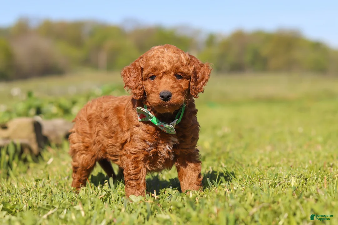 Mini Goldendoodle dogs for sale: Finn - Ad 1