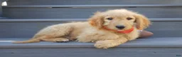Mini Goldendoodle dogs for sale: Rover (medium) - Ad 1