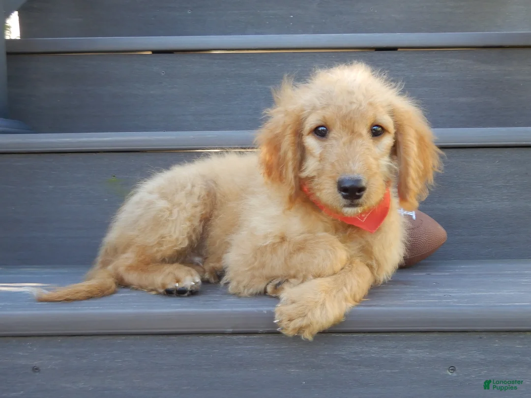 Mini Goldendoodle dogs for sale: Rover (medium) - Ad 1