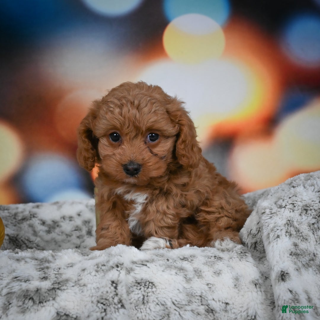 Cavapoo dogs for sale: Coco - Ad 8