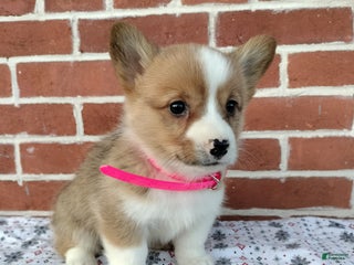 Welsh Corgi Pembroke dogs Maya - Ad 39