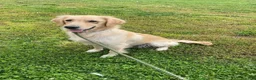 Golden Retriever dogs for sale: Dewey - Ad 13