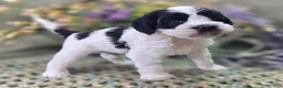 Cockapoo dogs for sale: Puddleduck - Ad 5