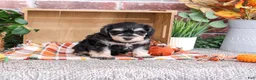 Miniature Schnauzer dogs for sale: Jefferson - Ad 4