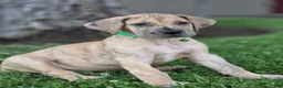 Great Dane dogs for sale: Schofield - Ad 7