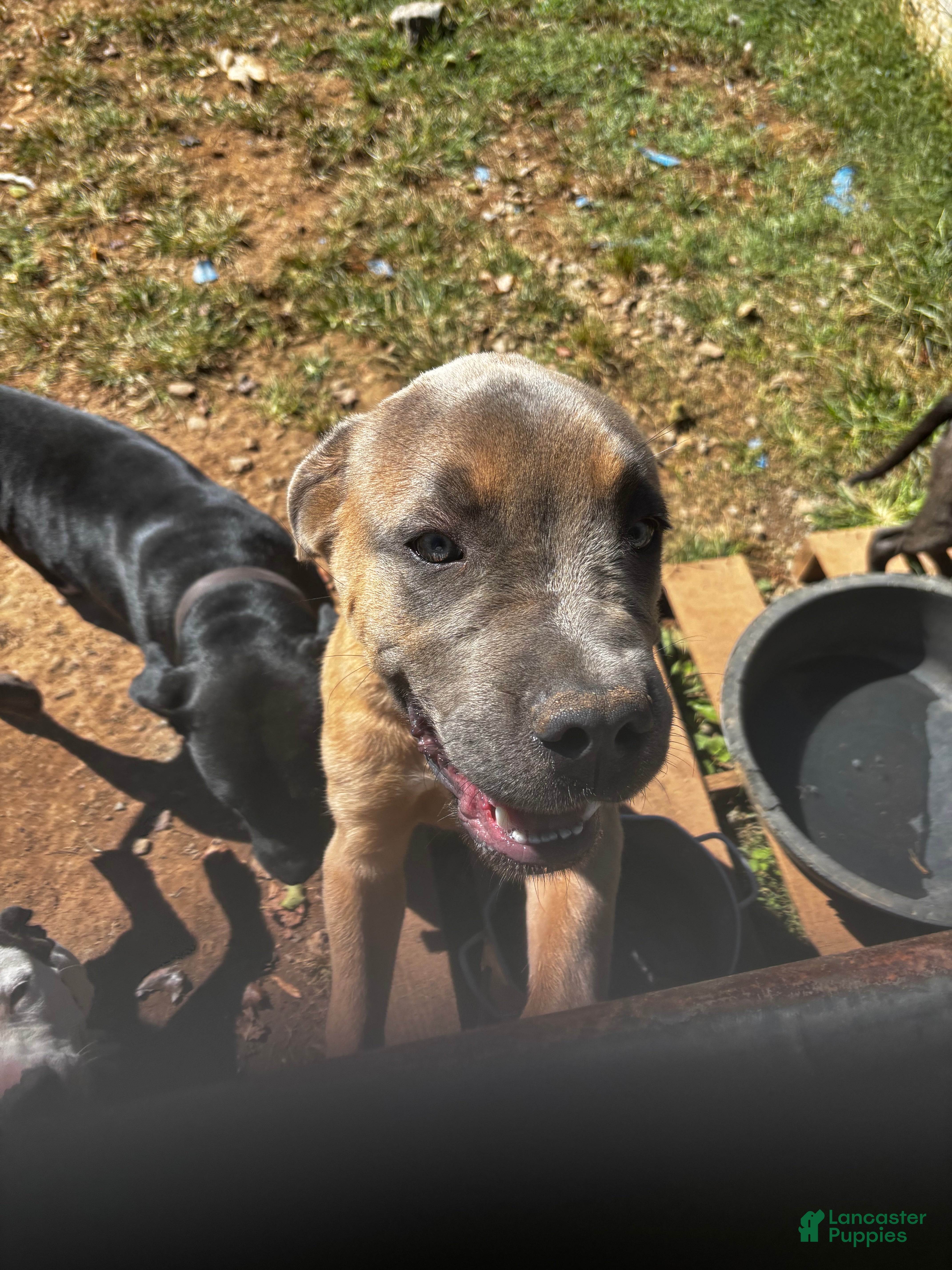 Cane Corso dogs for sale: Cane Corso 2 - Ad 2