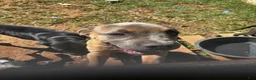 Cane Corso dogs for sale: Cane Corso 2 - Ad 2