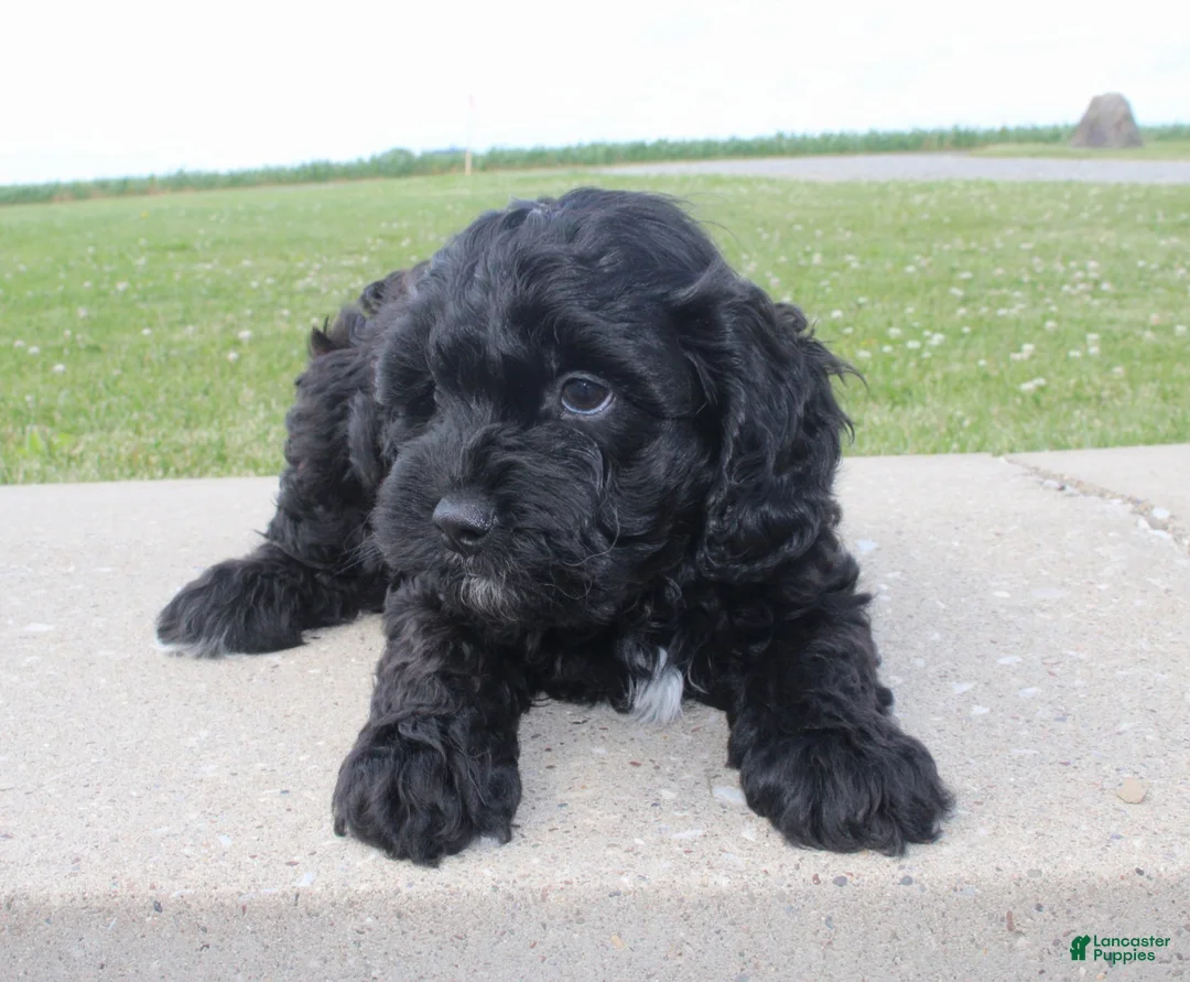 Cavapoo dogs for sale: Marshall  - Ad 2