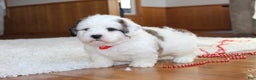 Teddy Bear dogs for sale: Lonnie - Ad 7