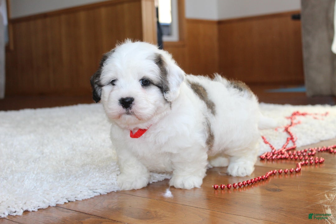 Teddy Bear dogs for sale: Lonnie - Ad 7