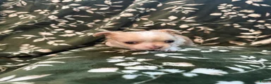 Chihuahua 1