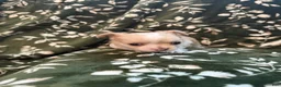Chihuahua dogs for sale: Chihuahua 1 - Ad 1
