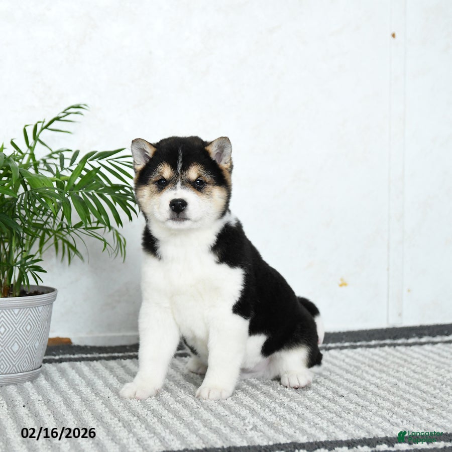 Shiba Inu dogs Buster - Ad 1
