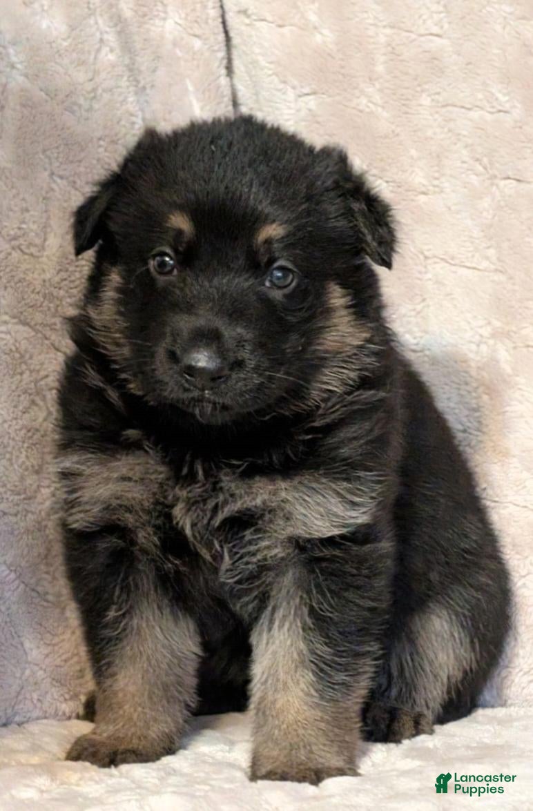 German Shepherd dogs German Shepherd 4 - Ad 13