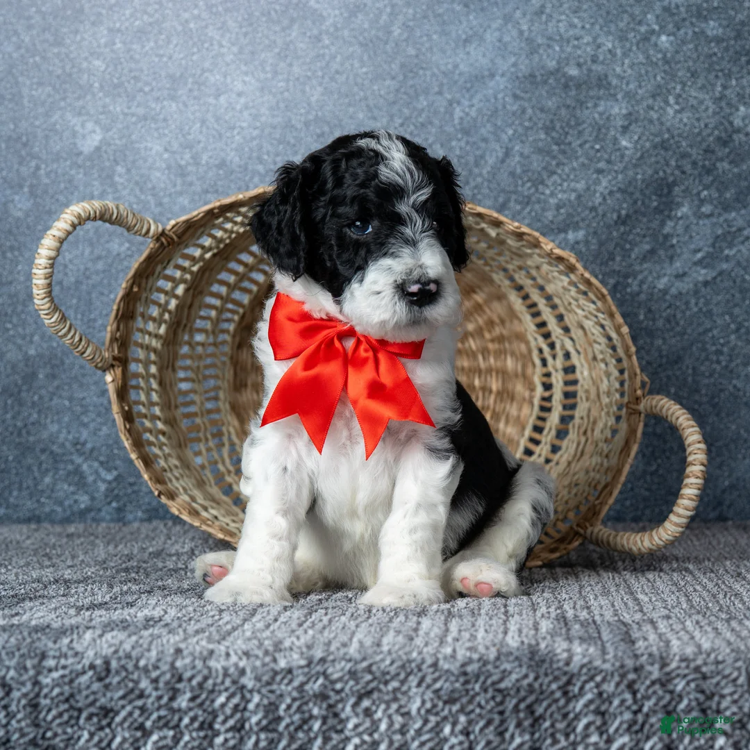 Goldendoodle dogs for sale: Mr. Macchiato - Parti Goldendoodle - Ad 1