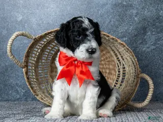 Goldendoodle dogs Mr. Macchiato - Parti Goldendoodle - Ad 16