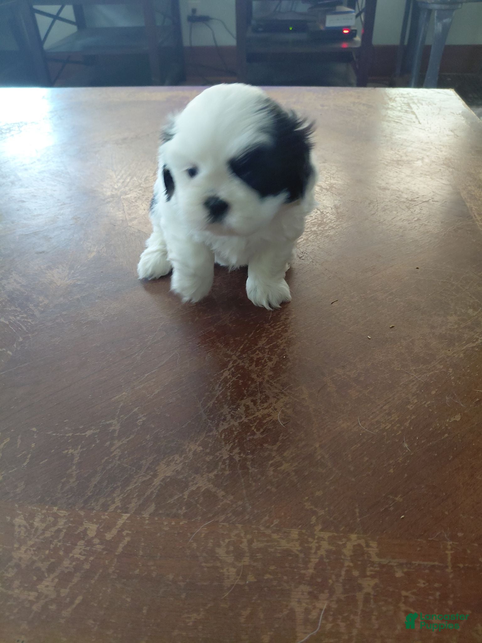 Shih Tzu dogs Shih Tzu 1 - Ad 40