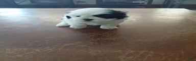 Shih Tzu 1