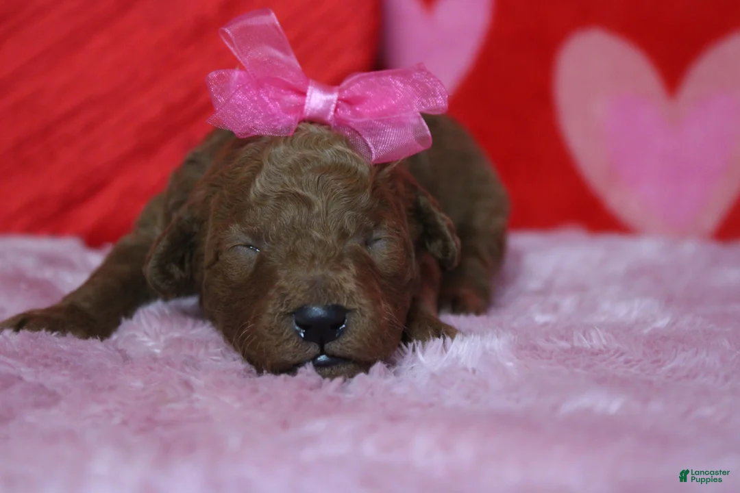 Goldendoodle dogs for sale: Pepper - Ad 1