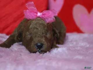 Goldendoodle dogs Pepper - Ad 19