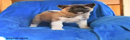 Akita dogs for sale: Penny - Ad 2