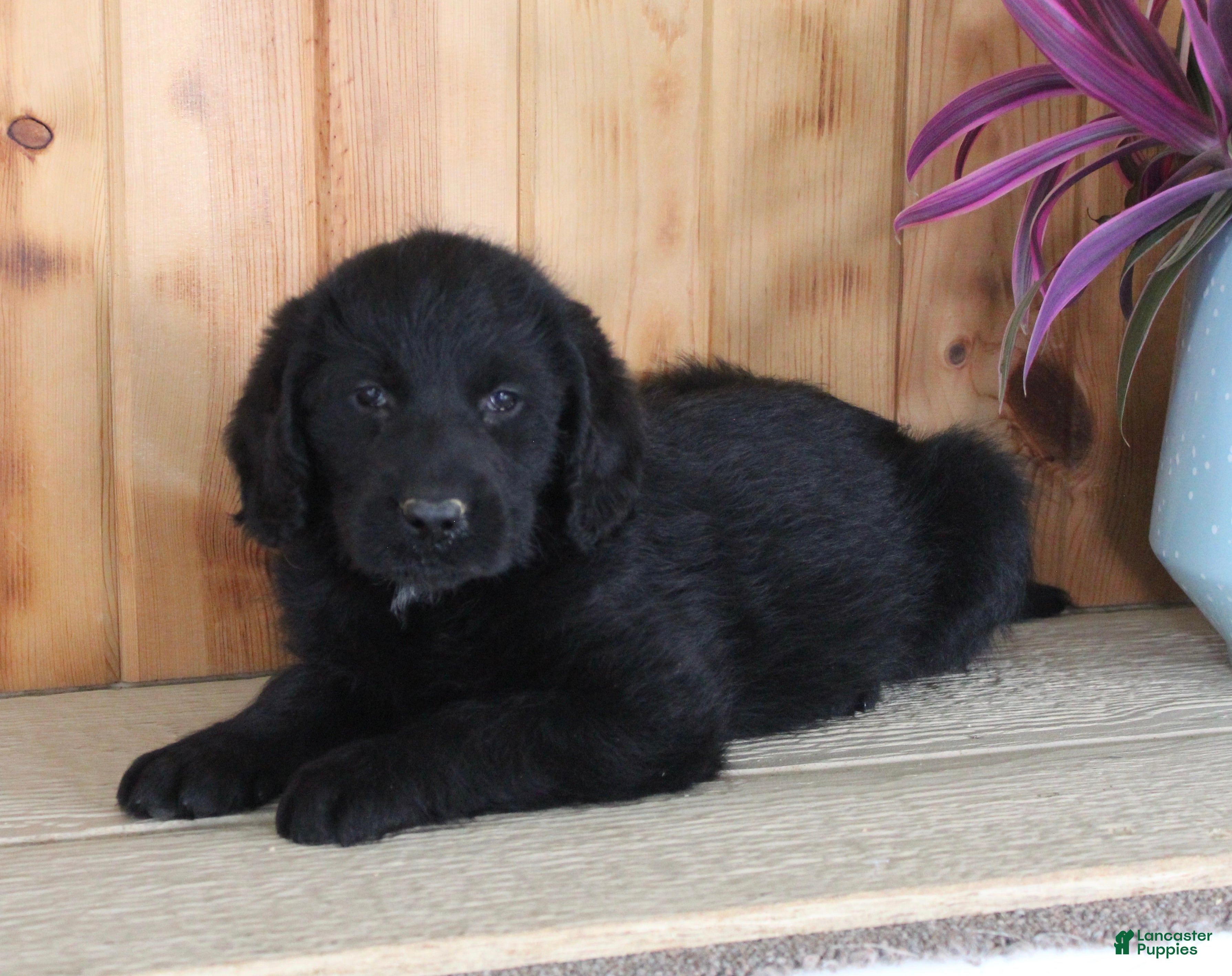 Labradoodle dogs Sunni - Ad 1
