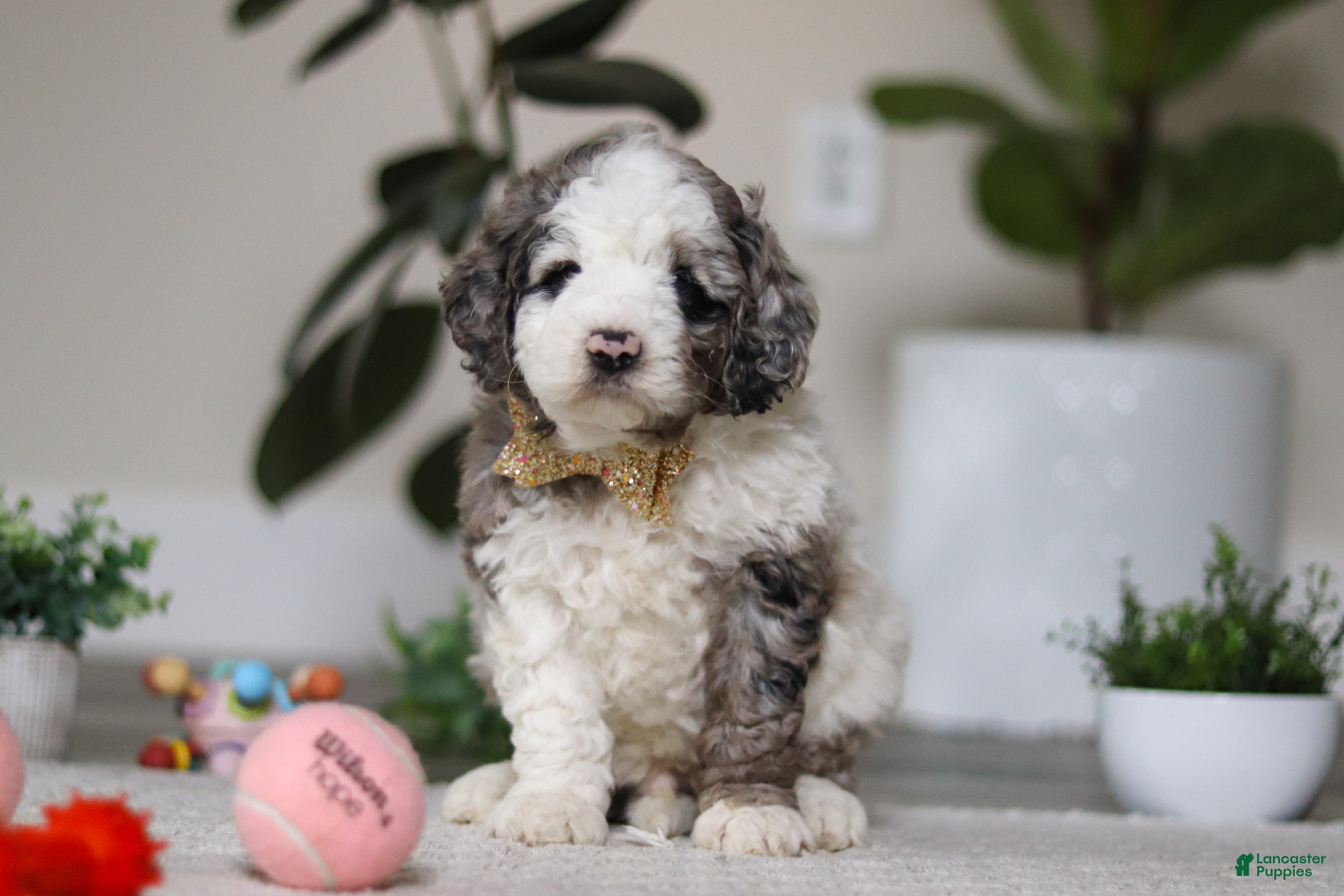 Cockapoo dogs Blaze - Ad 2