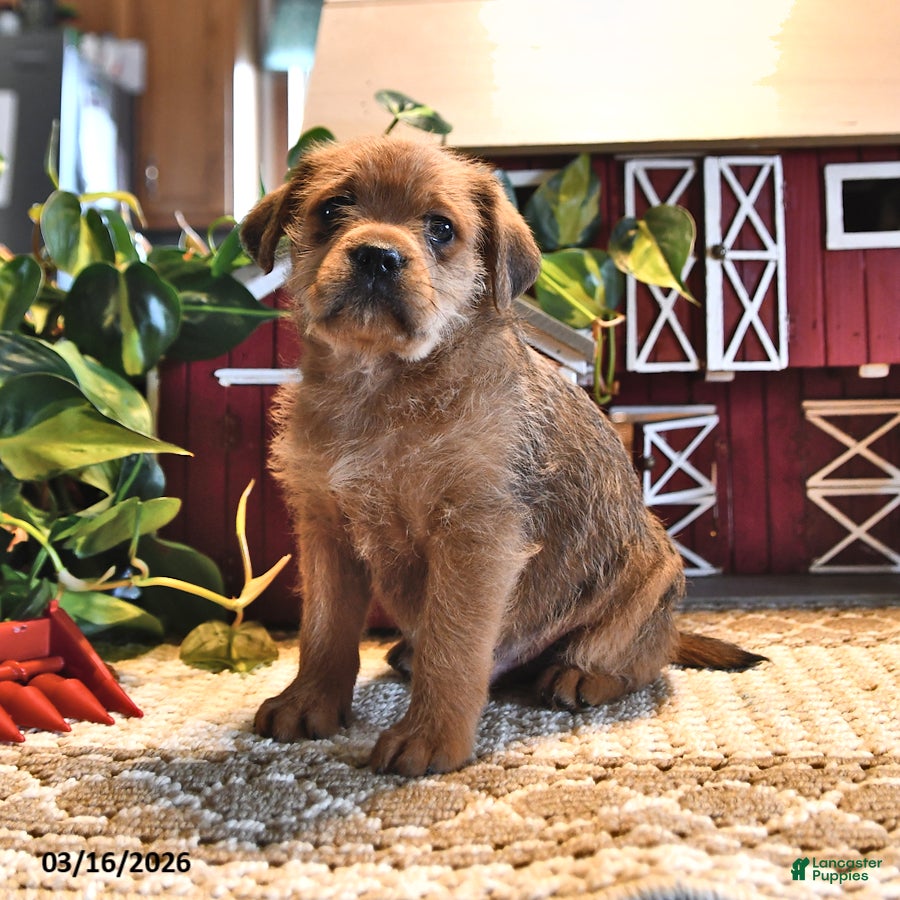 Mixed Breed dogs Frisky - Ad 1