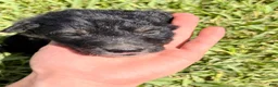 Mixed Breed dogs for sale: Trip - Ad 11