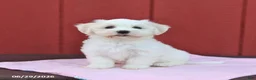 Maltese dogs for sale: Nora - Ad 5