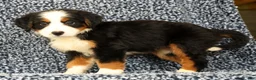 Bernese Mountain Dog dogs for sale: Carla - Ad 3