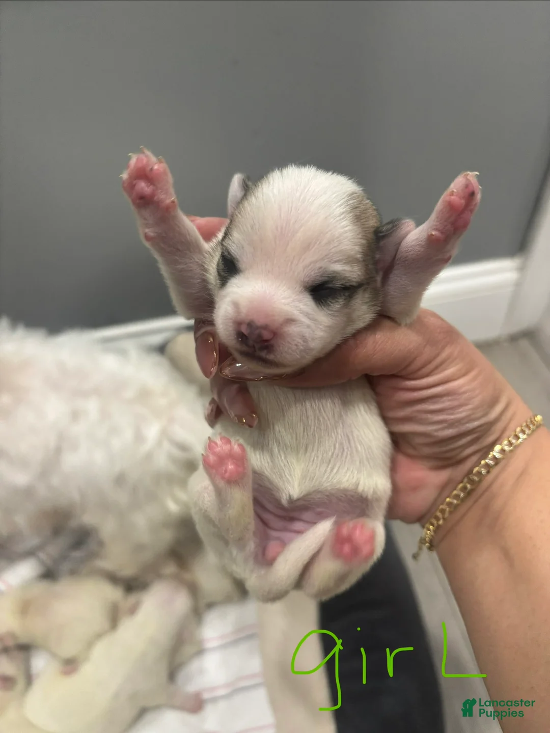 Mixed Breed dogs for sale: Mixed Breed Puppy 1 - Ad 2