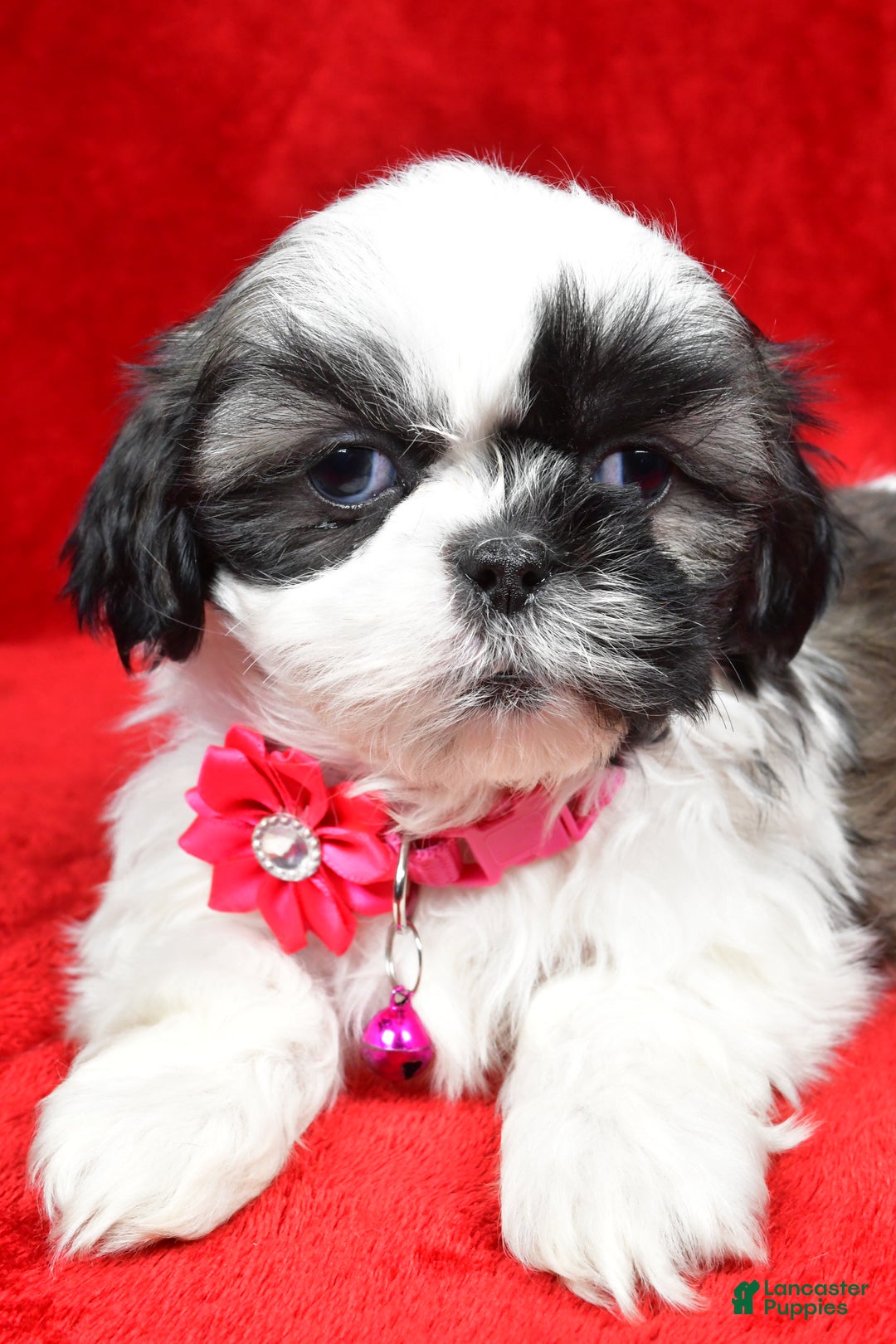 Shih Tzu dogs for sale: Hope - Ad 4
