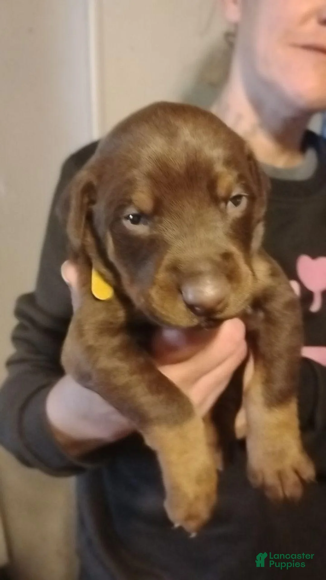 Doberman Pinscher dogs for sale: Doberman Pinscher 3 - Ad 1
