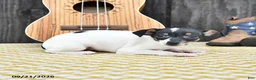 Toy Fox Terrier dogs for sale: Betsy - Ad 4