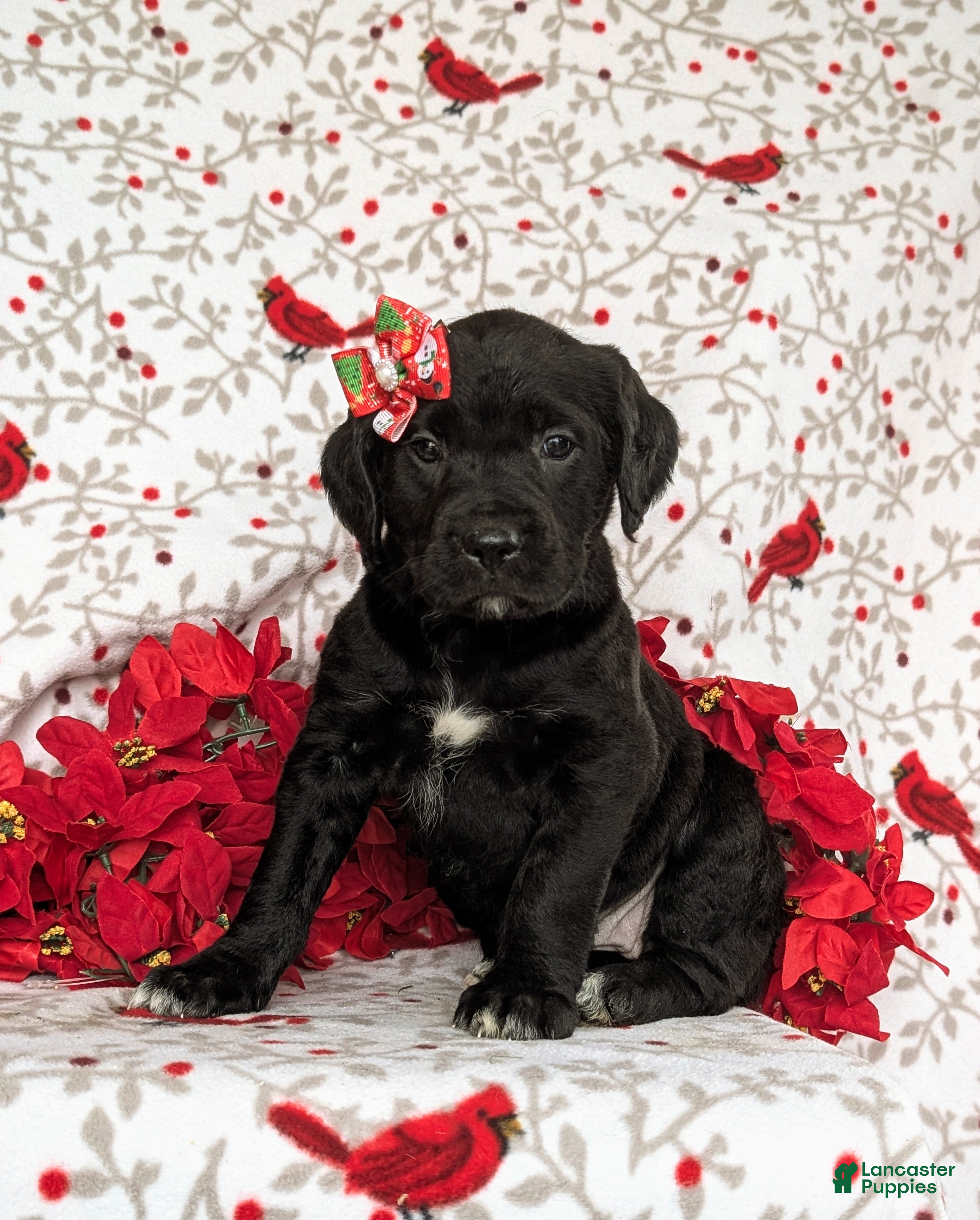 Mixed Breed dogs Aubrey - Ad 6