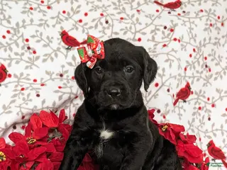 Mixed Breed dogs Aubrey - Ad 16