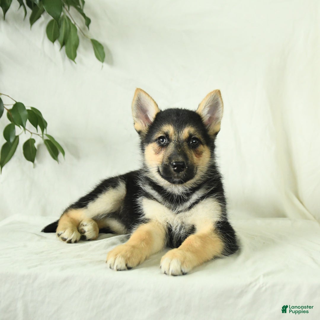 Gerberian Shepsky dogs for sale: Mandy - Ad 6
