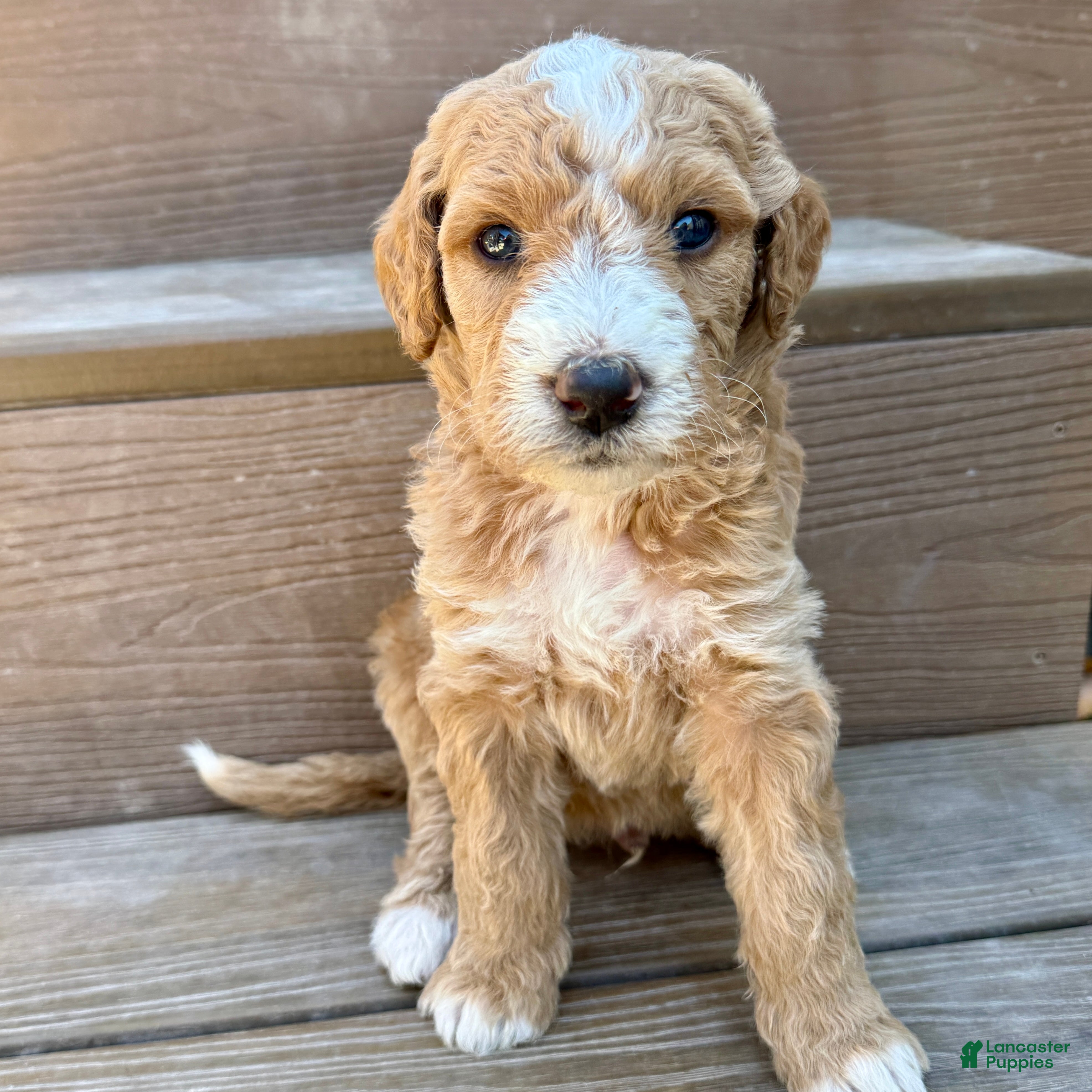 Bernedoodle dogs Jack - Ad 1