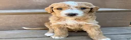 Bernedoodle dogs for sale: Jack - Ad 2
