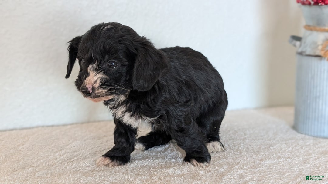Mini Bernedoodle dogs for sale: Vern - Ad 4