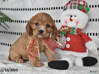 Cocker Spaniel dogs - Ad 22