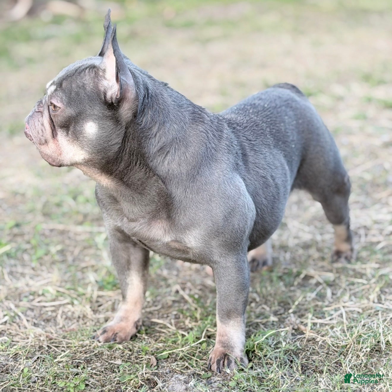 French Bulldog dogs Sage - Ad 23